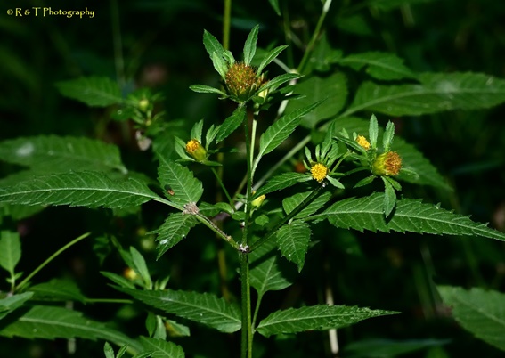 {Bidens frondosa}